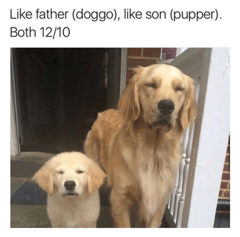 like-father-doggo-like-son-pupper-both-1210