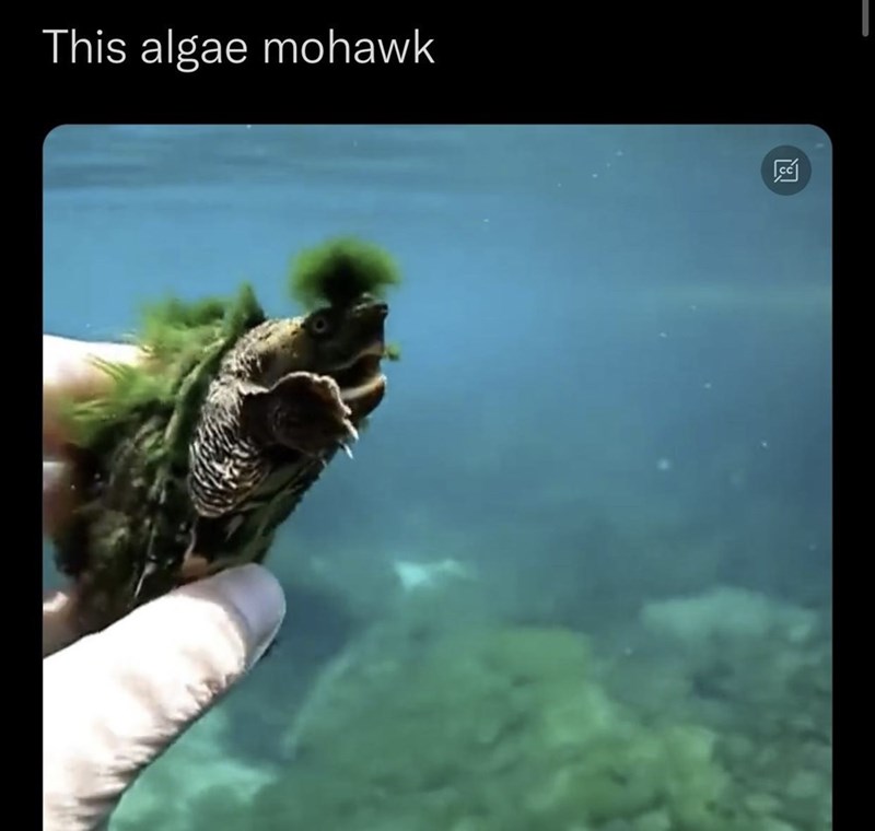 this-algae-mohawk