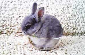 bunny-in-a-bowl