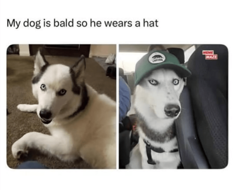 my-dog-is-bald-so-he-wears-hat-meme-maze