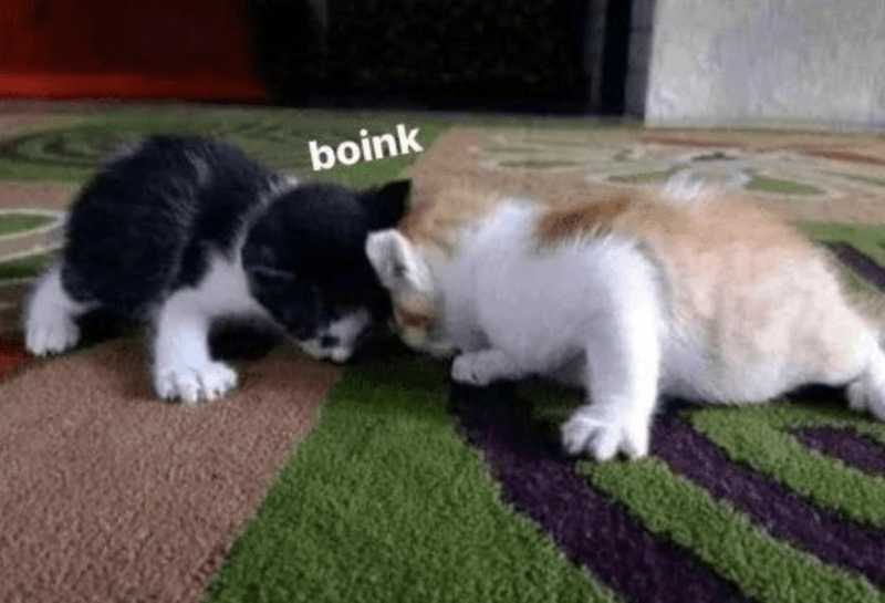 boink