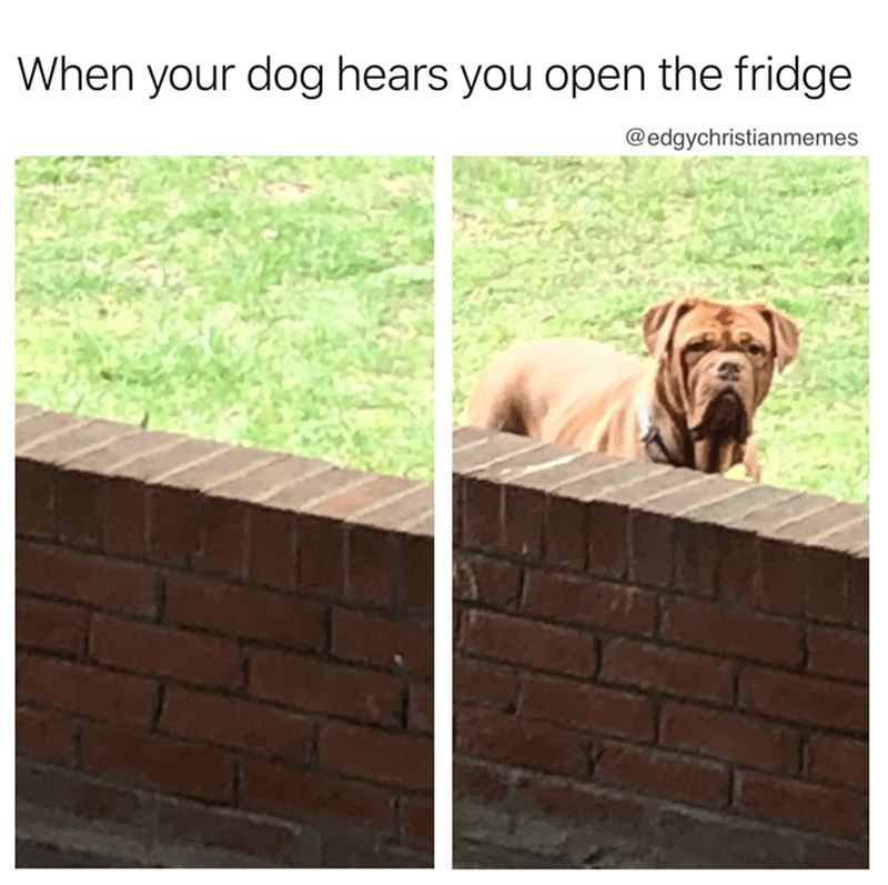 dog-hears-open-fridge-edgychristianmemes