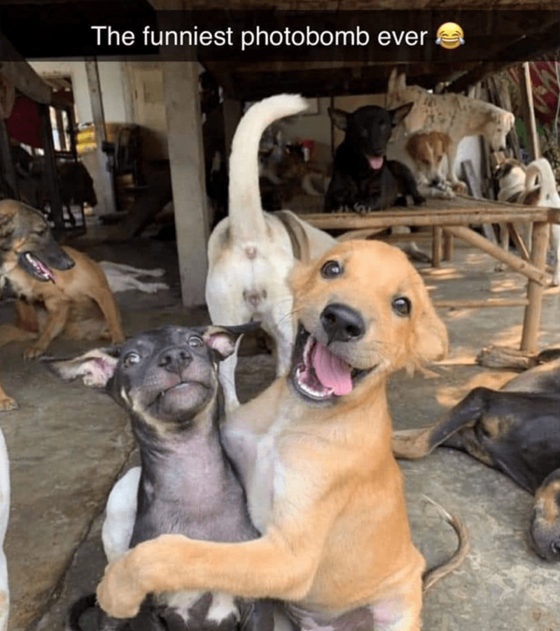 funniest-photobomb-ever