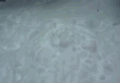 is-this-the-dog-park