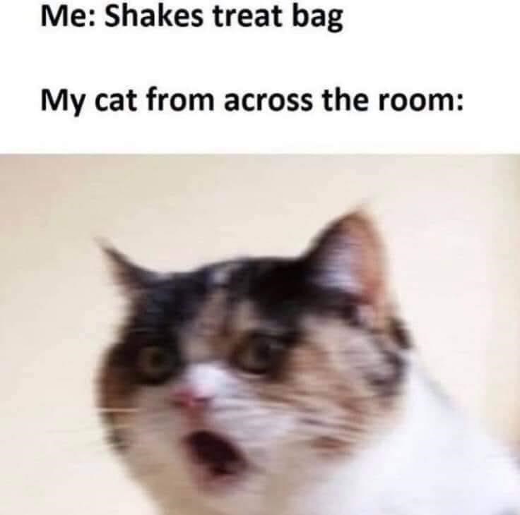 shakes-treat-bag-my-cat-across-room