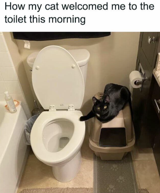 my-cat-welcomed-toilet-this-morning