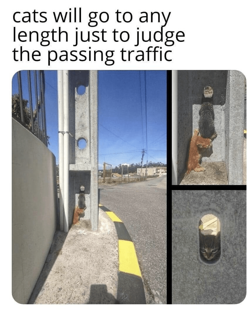 cats-will-go-any-length-just-judge-passing-traffic