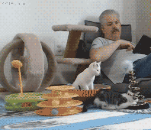gif-of-man-touching-a-kitten-and-startling-it