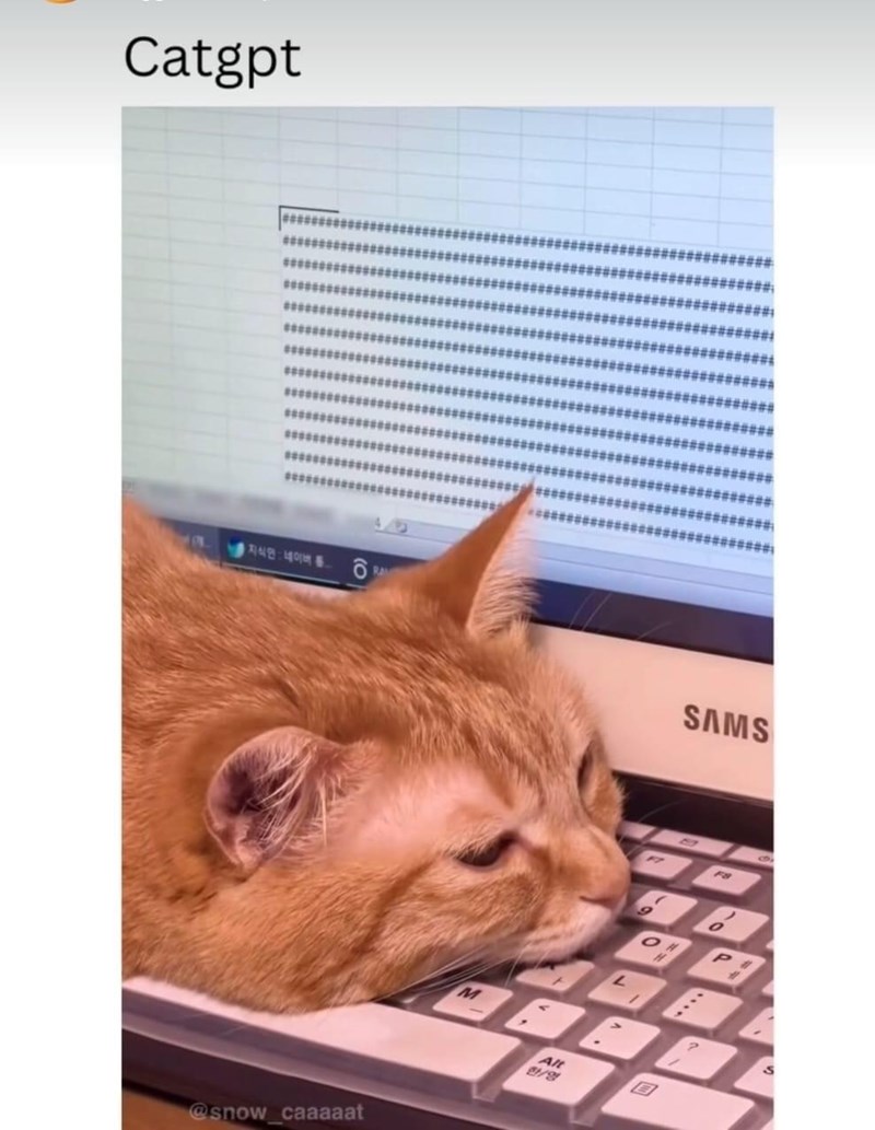 catgpt-ran-snow_caaaaat-m-alt-l-sams-fb-o-p