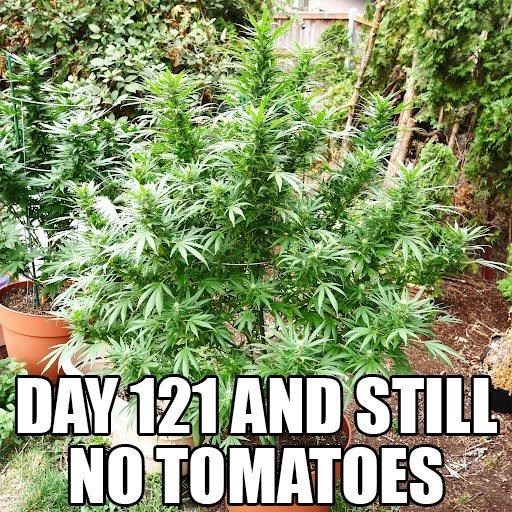 day-121-and-still-no-tomatoes