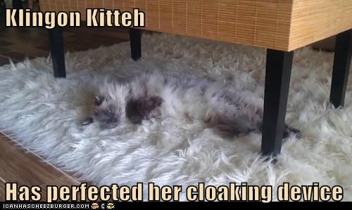 klingon-kitteh-has-perfected-her-cloaking-device