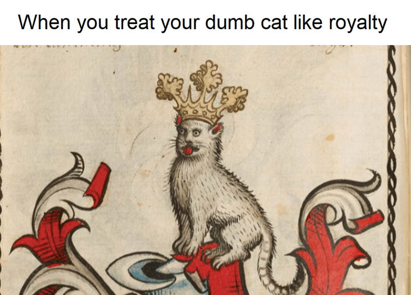 treat-dumb-cat-like-royalty