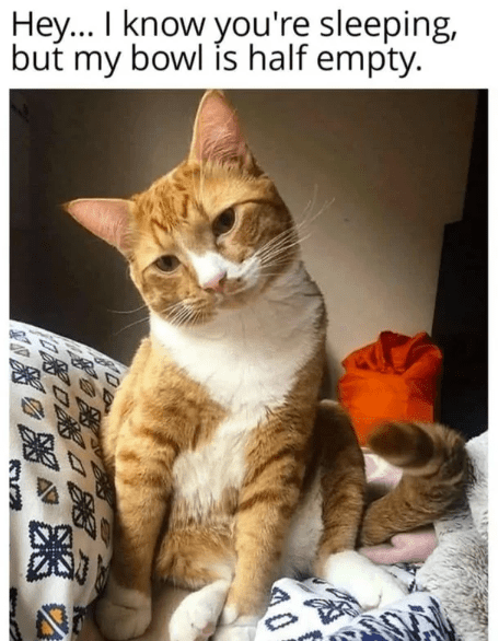 hey-know-sleeping-but-my-bowl-is-half-empty-10