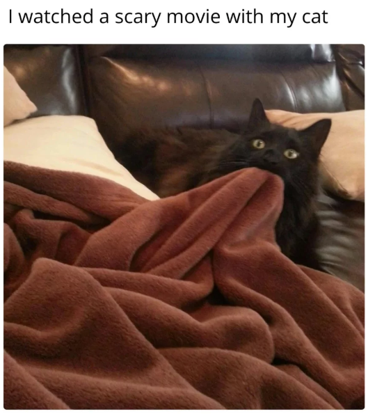 watched-scary-movie-with-my-cat