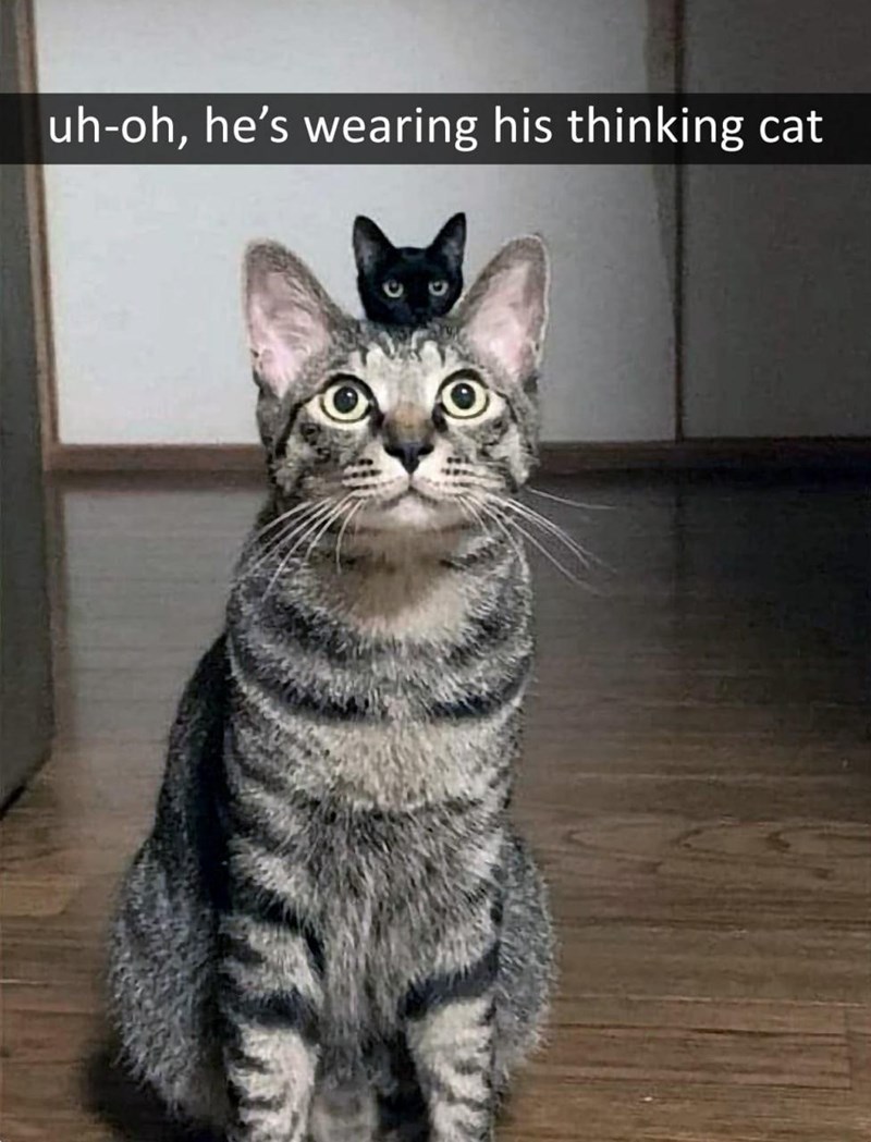 uh-oh-hes-wearing-his-thinking-cat