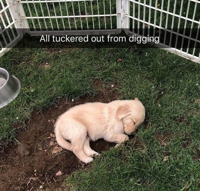 all-tuckered-out-digging