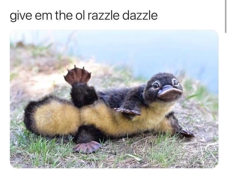 give-em-ol-razzle-dazzle