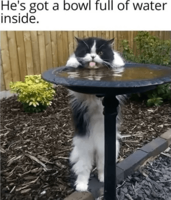 hes-got-bowl-full-water-inside