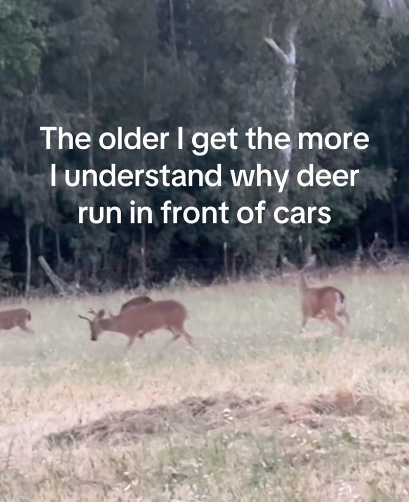 older-get-more-understand-why-deer-run-front-cars