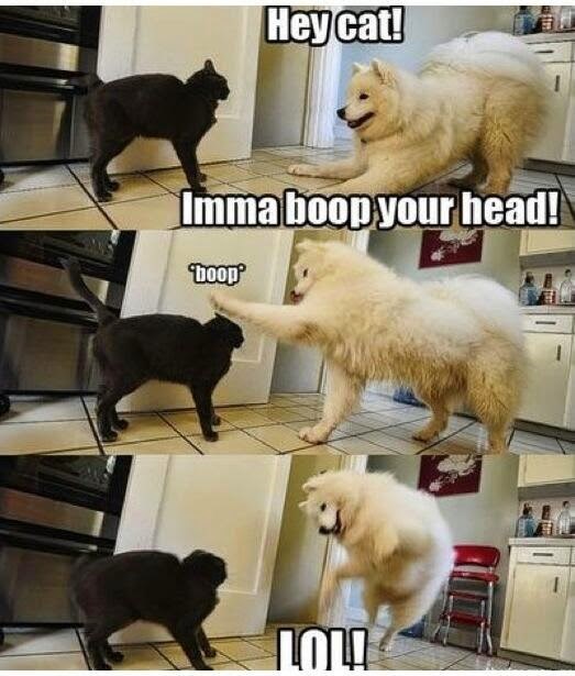 hey-cat-imma-boop-head-boop-lol