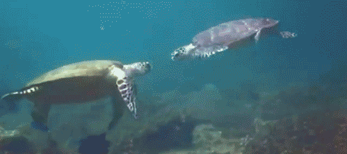 high-five-under-the-sea