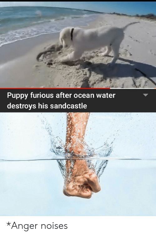 puppy-furious-after-ocean-water-destroys-his-sand-castle-anger-63424654.png