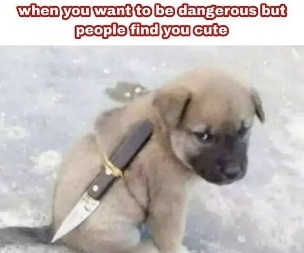 want-be-dangerous-but-people-find-cute