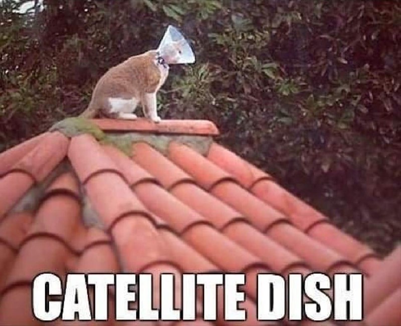 catellite-dish