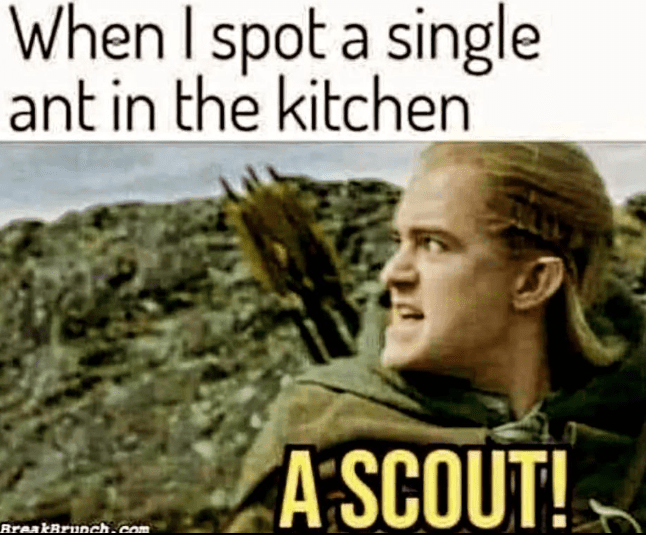 spot-single-ant-kitchen-breakbrunchcom-scout