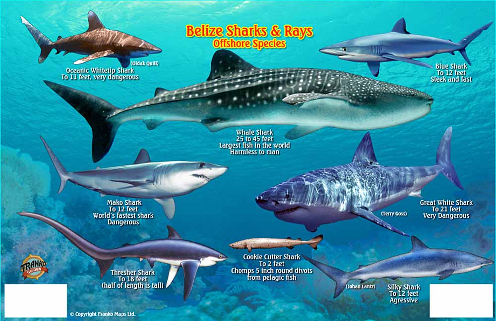BelizeSharkIDcardsise22013-02-28-at-8.33.jpg