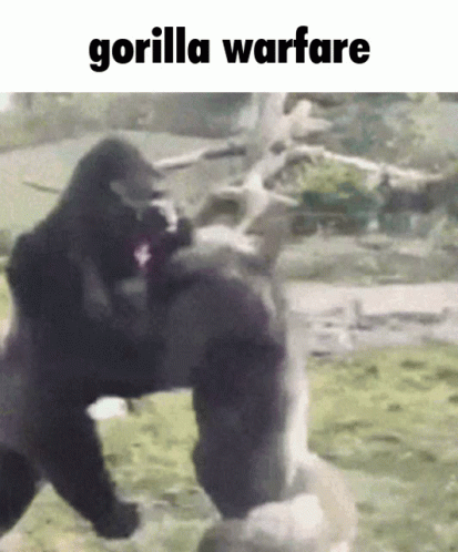 gorilla-gorilla-warfare.gif