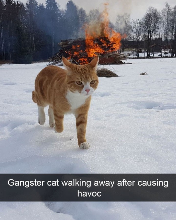 gangster-cat-walking-away-after-causing-havoc