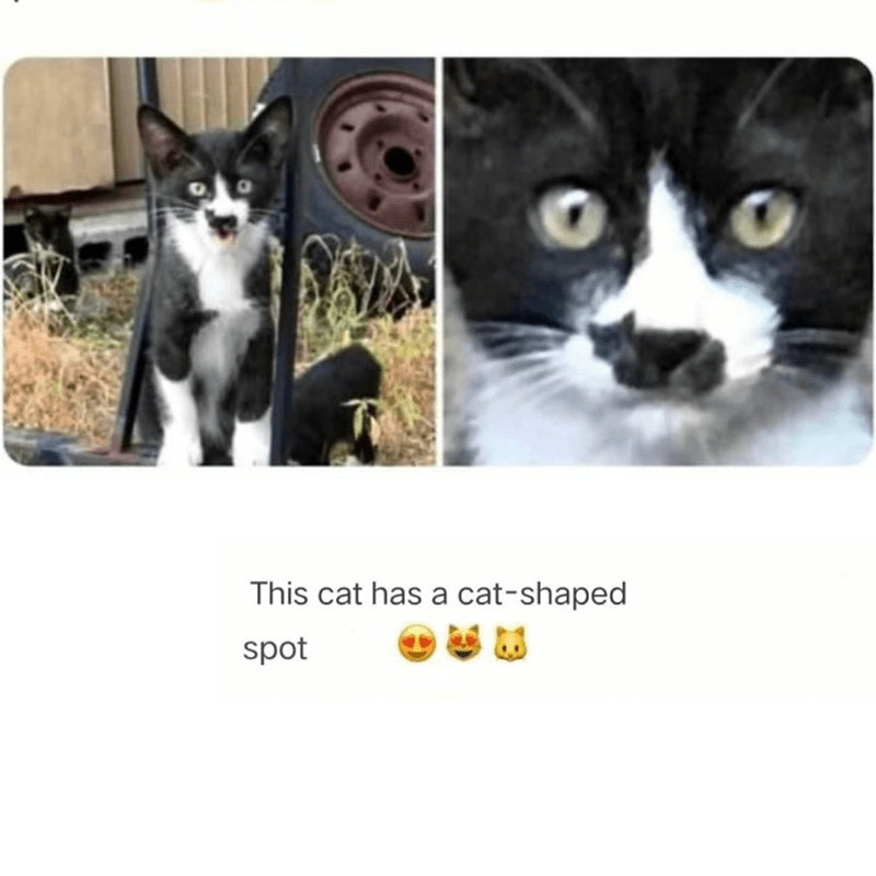 this-cat-has-cat-shaped-spot-b