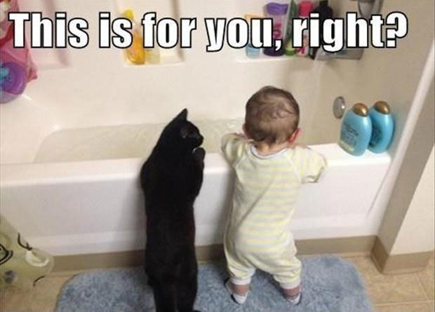 cat-humor-this-is-for-you-baby-bath-620x445.jpg