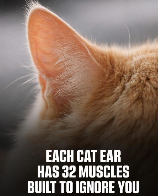 each-cat-ear-has-32-muscles-built-ignore