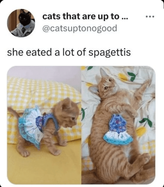 cats-are-up-catsuptonogood-she-eated-lot-spagettis