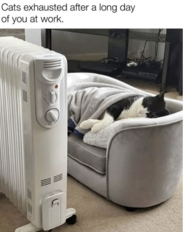 cats-exhausted-after-long-day-at-work