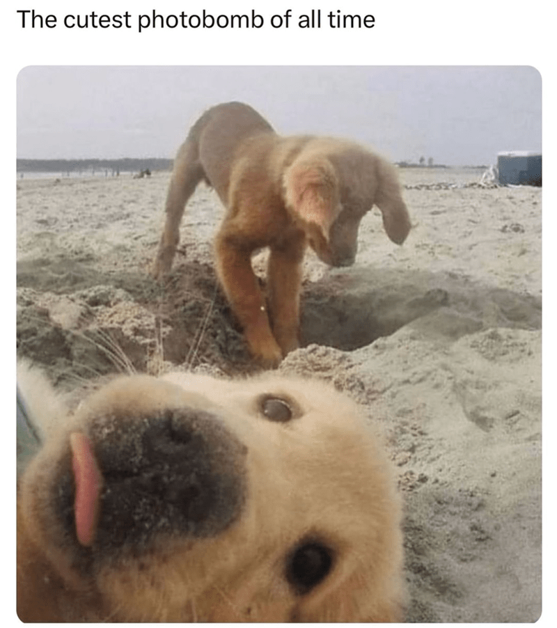 cutest-photobomb-all-time