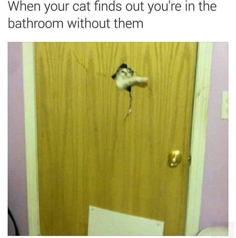cat-finds-out-bathroom-without-them