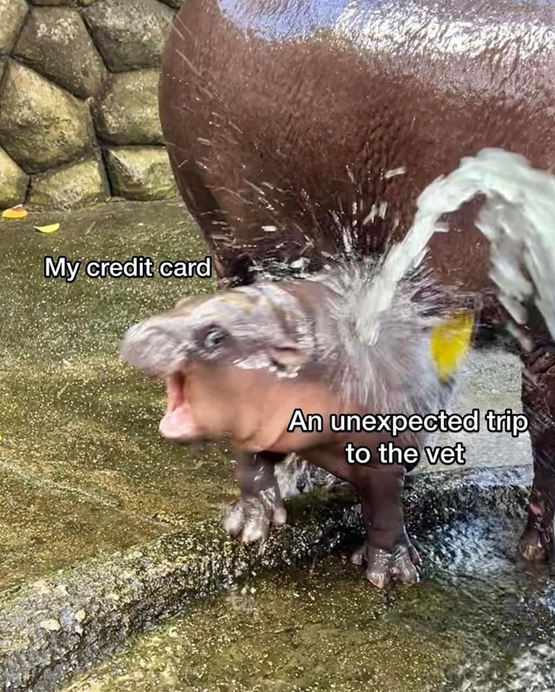 my-credit-card-an-unexpected-trip-vet