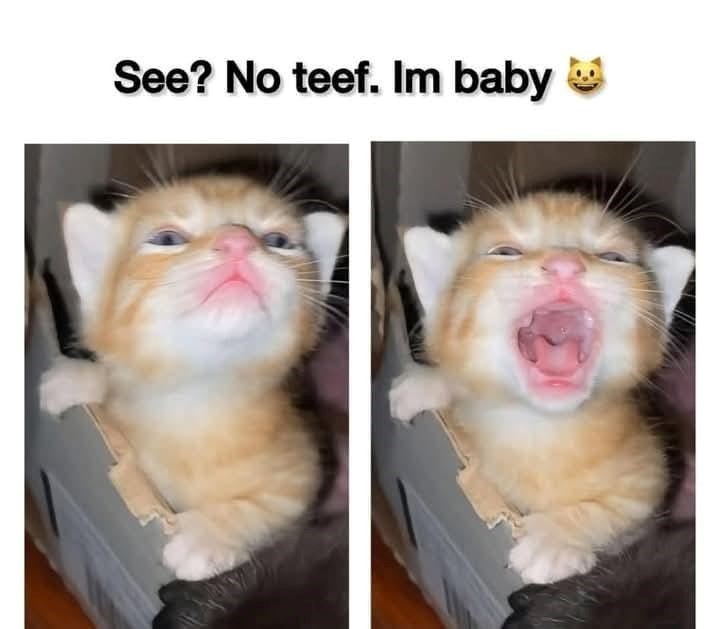 see-no-teef-im-baby