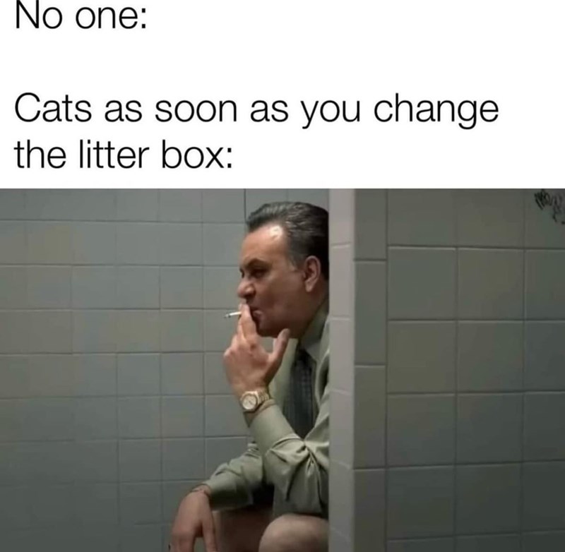 no-one-cats-as-soon-as-change-litter-box