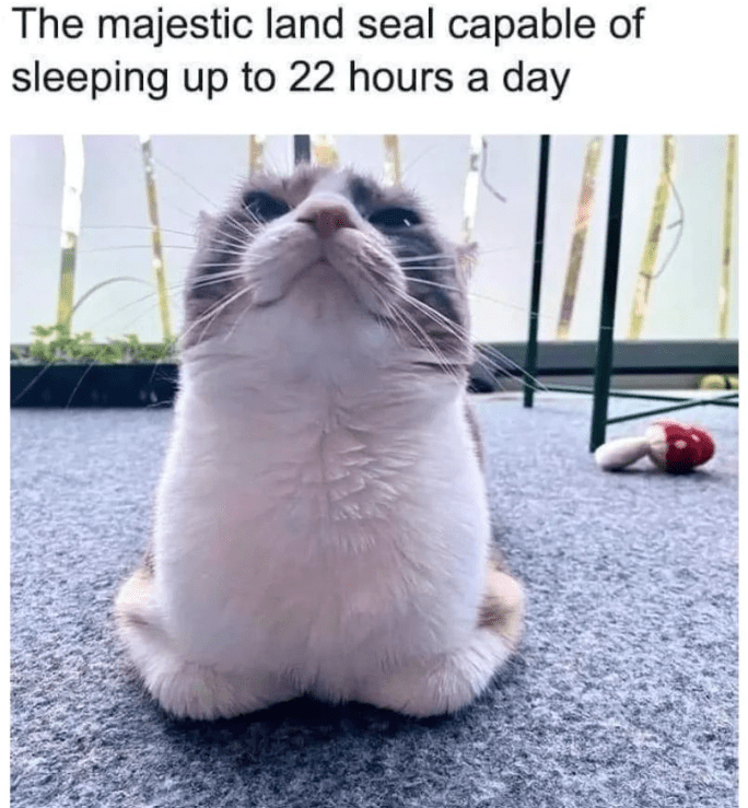 majestic-land-seal-capable-sleeping-up-22-hours-day