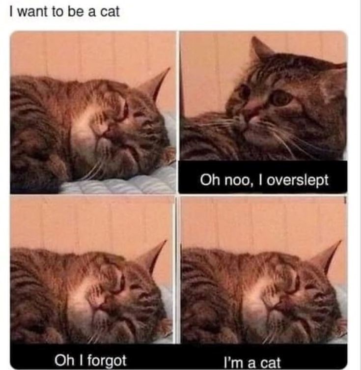 want-be-cat-oh-noo-overslept-oh-forgot-cat