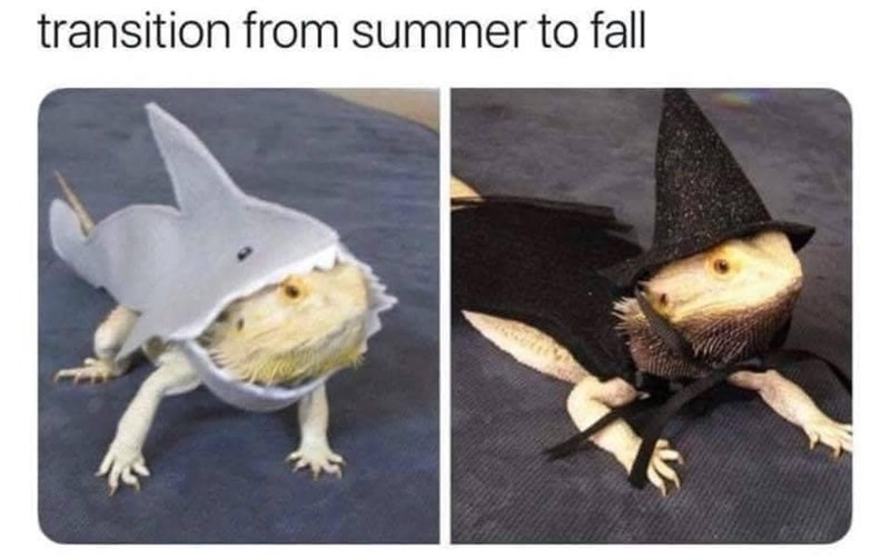 transition-summer-fall