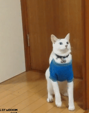 you-say-this-jacket-was-once-owned-by-peter-rabbit