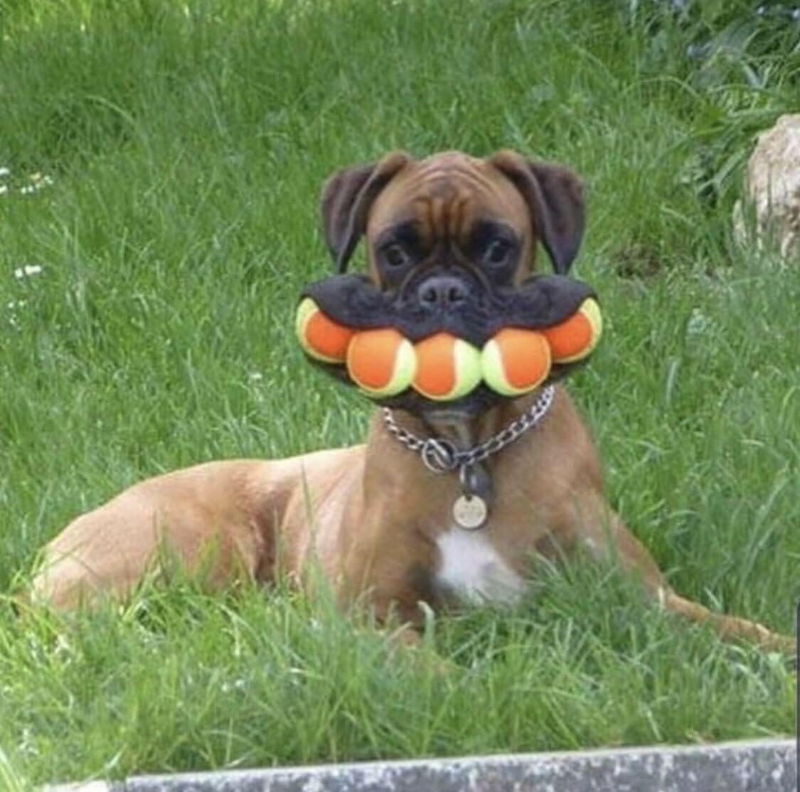 Cursed_dogballs.jpg
