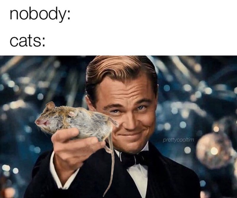 nobody-cats-prettycooltim
