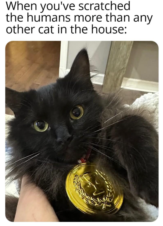 scratched-humans-more-than-any-other-cat-house