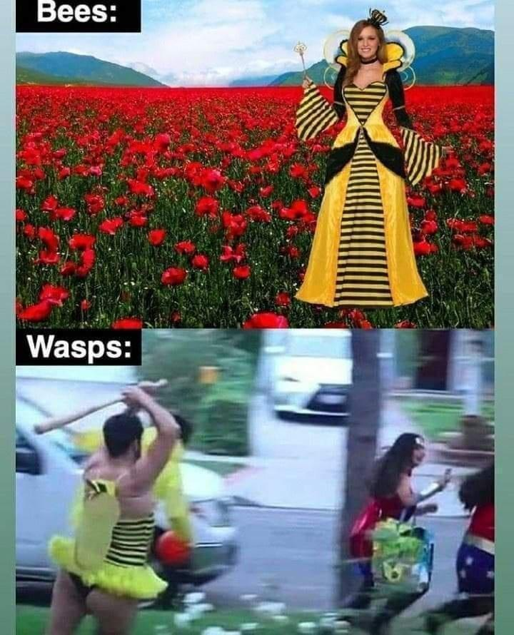bees-wasps